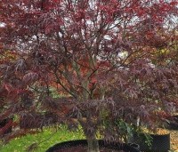 Acer palmatum 'Atrolineare' - Japanse esdoorn 'Atrolineare' - 3