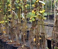 Amelanchier alnifolia 'Obelisk' - Krentenboompje 'Obelisk' - 1