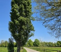 Populus nigra 'Italica' - Italiaanse populier - 2