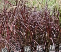 Pennisetum setaceum 'Fireworks' - Lampenpoetsersgras 'Fireworks' - 1