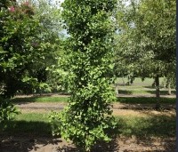 Ginkgo biloba 'Obelisk' - Japanse Notenboom 'Obelisk' - 3