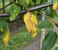 Juglans regia 'Bella Maria' - Walnoot 'Bella Maria' - 4