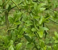 Poncirus trifoliata - Wilde citrus - 1