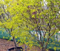 Acer palmatum 'Recticulatum'