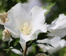 Hibiscus totus albus