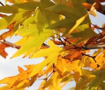 Platanus orientalis herfst