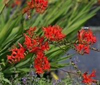 Crocosmia 'Lucifer' - Montbretia - 1