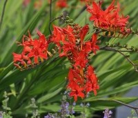 Crocosmia 'Lucifer' - Montbretia - 2