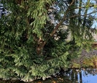 Taxus baccata - Venijnboom - 1