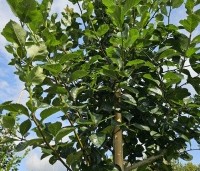 Crataegus prunifolia persimilis 'Splendens' - Pruimbladige meidoorn - 3