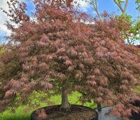 Acer palmatum 'Inaba-shidare' - Japanse Esdoorn 'Inaba-shidare' - 1