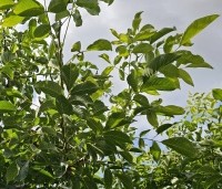 Juglans regia 'Coenen' - Walnoot 'Coenen' - 1