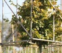 Carpinus betulus blokvorm beginfase