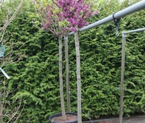 Cercis 'Avondale'