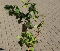 Corylus avellana 'Contorta'