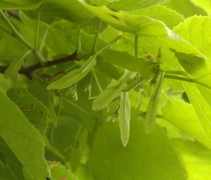 Tilia americana 'Nova'
