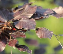 Fagus Swat Magret, rode beuk 'Swat Magret' blad