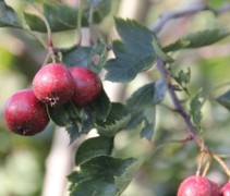 Meidoorn 'Big Golden Star', meerstammige boom 