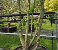 Corylus colurna - Turkse hazelaar - 5