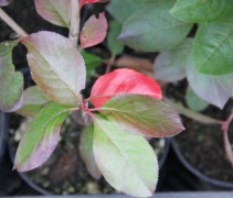 Aronia x prunifolia 'Viking' herfstverkleuring