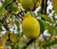Pseudocydonia sinensis - Chinese kweepeer - 1