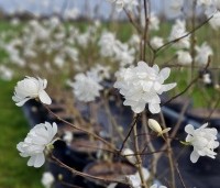 Magnolia X loebneri 'Wildcat' - Magnolia 'Wildcat' - 2