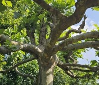 Platanus hispanica - Plataan - 2