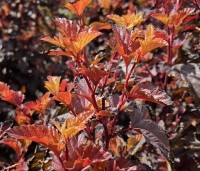 Physocarpus opulifolius 'Little Angel' - Blaasspiraea 'Little Angel' - vakbeplanting  - 5