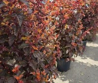 Physocarpus opulifolius 'Little Angel' - Blaasspiraea 'Little Angel' - vakbeplanting  - 4