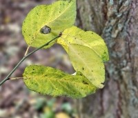 Prunus spinosa - Sleedoorn - 1