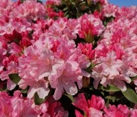Rhododendron Yakushimanum 'Pink Cherub' - Rijk bloeiende Japanse Rhododendron - 3