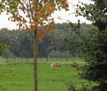 Acer Rubrum met een fraai decor van afwisselend rode en groene bladeren