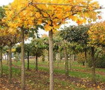 Liriodendron tulipifera
