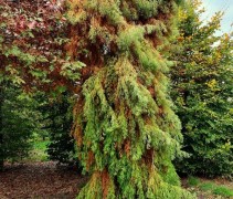 Taxodium distichum 'Pendulum' herfstverkleuring