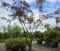 Gleditsia triacanthos 'Rubylace' - Valse Christusdoorn 'Rubylace' - 4