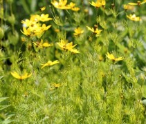 Een tuin is niet compleet zonder een boom en zonder bloemen