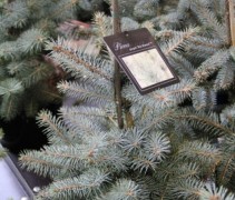 Picea pungens 'Blue Diamond'