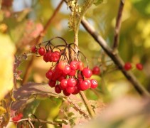 Viburnum opulus bes