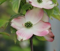 Cornus Florida 'Rubra'