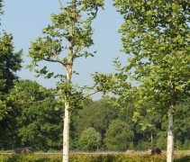 Platanus hispanica