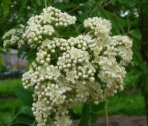 Sorbus aucuparia bloesem