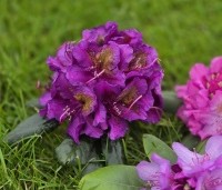 Rhododendron 'Marcel Menard' - Rododendron 'Marcel Menard' - donker paars  5 mei