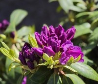Rhododendron 'Marcel Menard' - Rododendron 'Marcel Menard' - 1