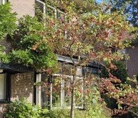 Malus 'Red Sentinel' - Sierappel - september voortuin