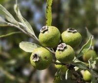 Pyrus salicifolia 'Pendula' - Wilgbladige peer - 2