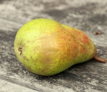 Pyrus communis Clapp's Favourite'