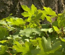 Veldesdoorn blad