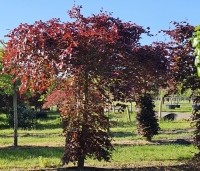 Fagus sylvatica 'Atropunicea' - Rode beuk - 1