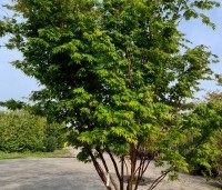Acer palmatum 'Sangokaku' - Japanse Esdoorn 'Sangokaku' - zomerblad solitair