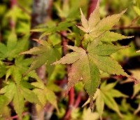 Acer palmatum 'Sangokaku' - Japanse Esdoorn 'Sangokaku' - 3